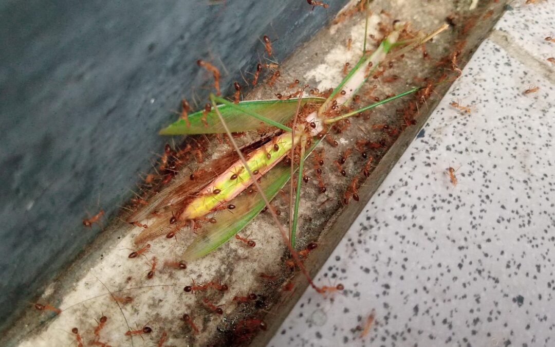 Strategi Edukasi PKK untuk Pemberdayaan Perempuan di Desa Cawang